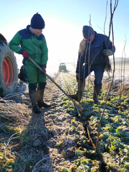Plantation d'arbres en champs en Belgique en faveur de la biodiversité et du climat.