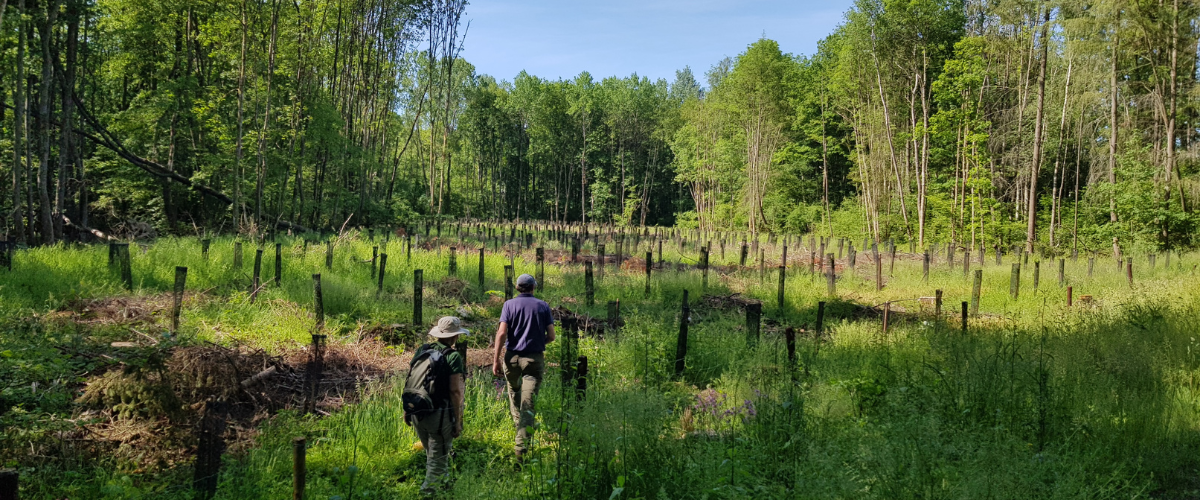 Checking plantation in Roly