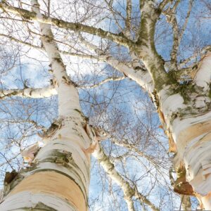 Plantation d'arbres en champs en Belgique en faveur de la biodiversité et du climat.