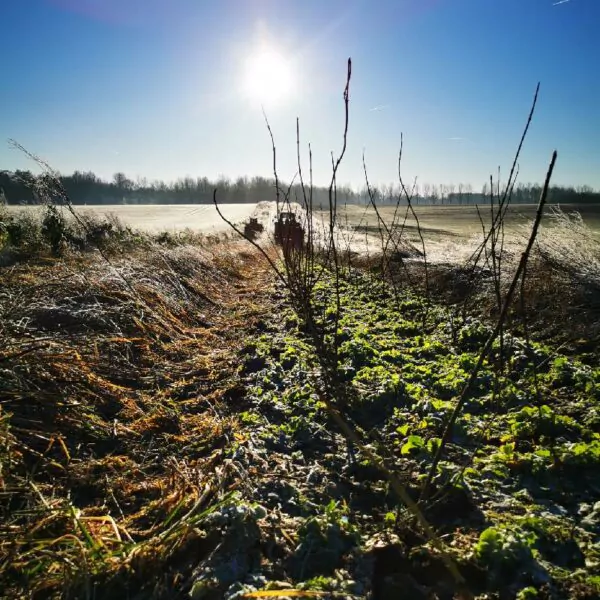 Plantation d'arbres en champs en Belgique en faveur de la biodiversité et du climat.