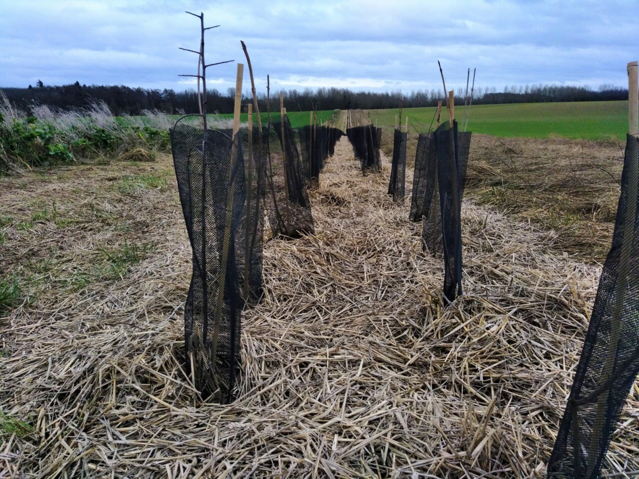 Plantation d'arbres en champs en Belgique en faveur de la biodiversité et du climat. 