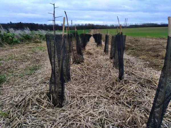 Plantation d'arbres en champs en Belgique en faveur de la biodiversité et du climat.
