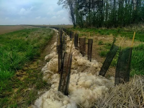 Plantation d'arbres en champs en Belgique en faveur de la biodiversité et du climat.