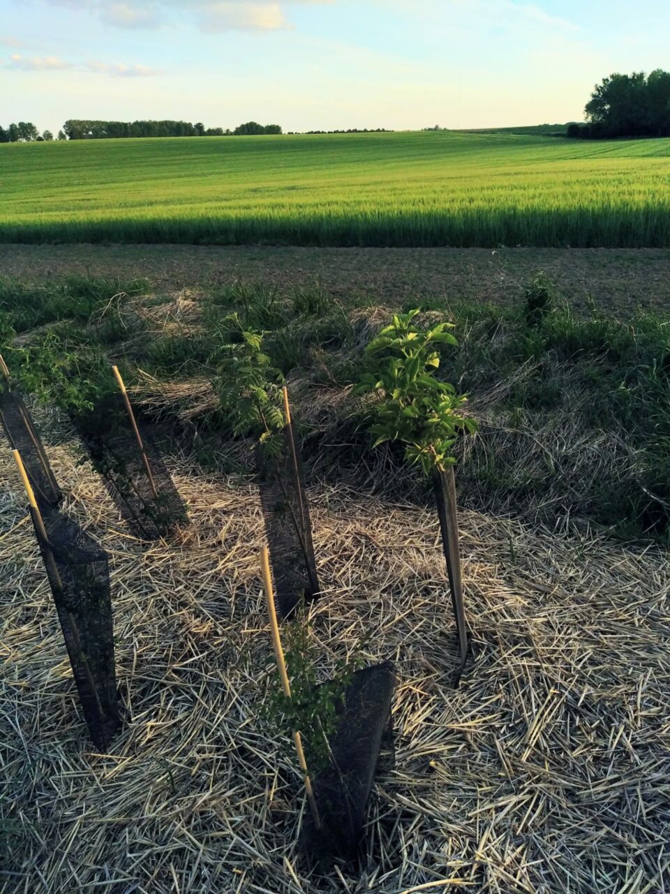 Plantation d'arbres en champs en Belgique en faveur de la biodiversité et du climat.