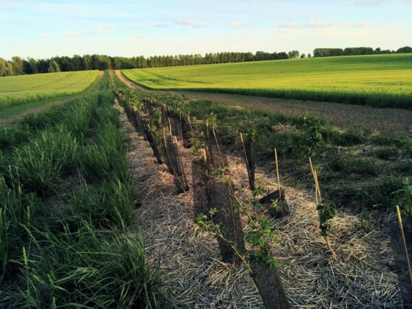 Plantation d'arbres en champs en Belgique en faveur de la biodiversité et du climat.