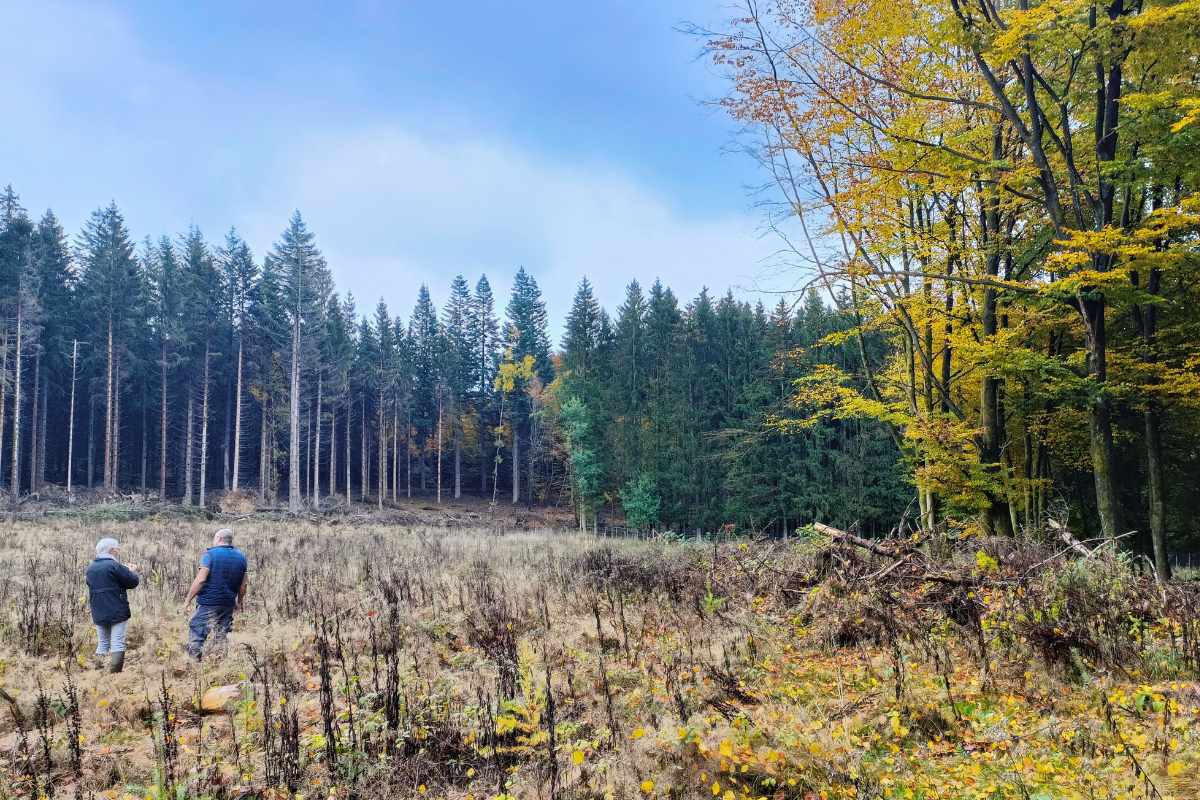 PlantC a participé au reboisement de 2000 arbres à Saint-Vith