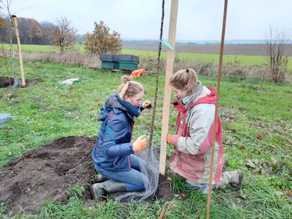 Installation de cage à campagnol dans le verger diversifié