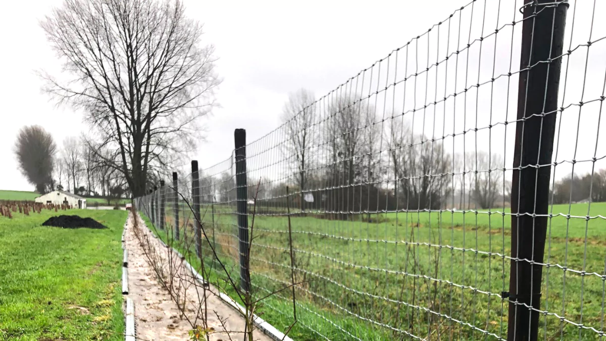 Linéaire de 450m de haie - plants en godet