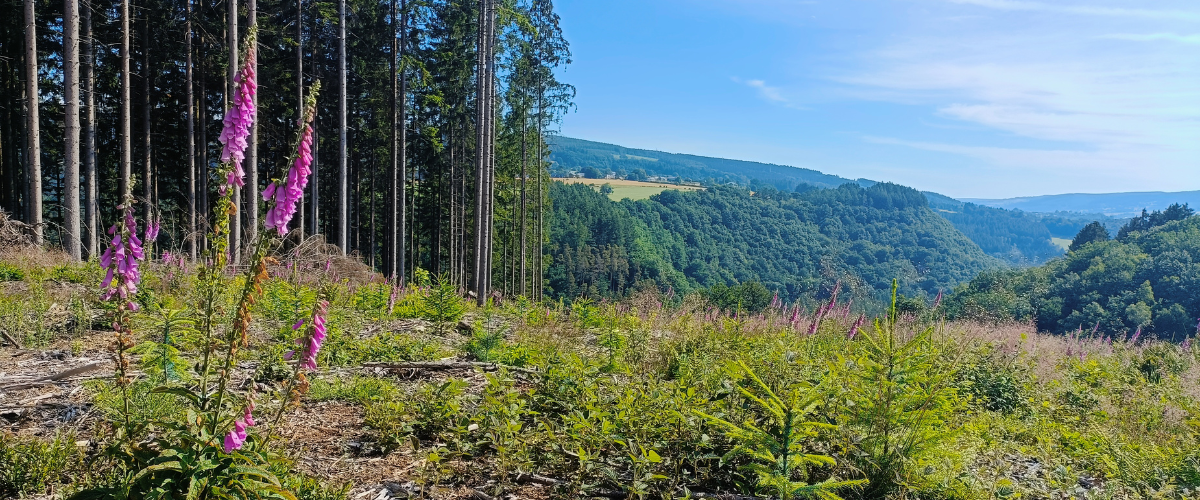 Reforested plot in Stoumont