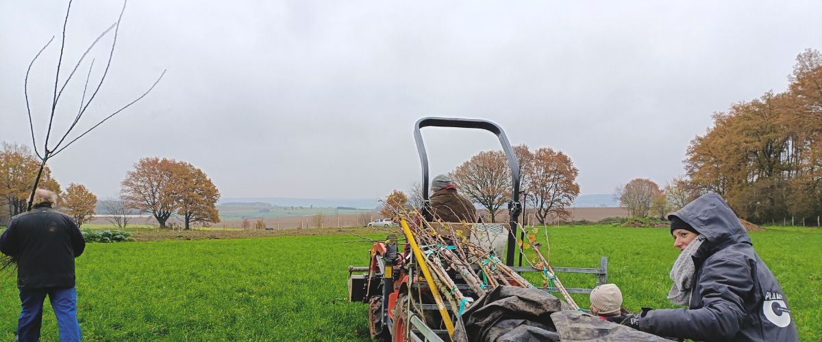 Orchard planting - December 2022